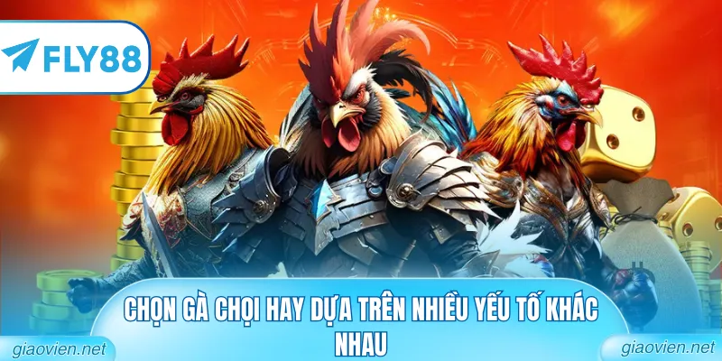 Mẹo Chọn Gà Chọi Hay Từ Những Sư Kê Giàu Kinh Nghiệm Nhất 2026 1 Chọn gà chọi hay dựa trên nhiều yếu tố khác nhau