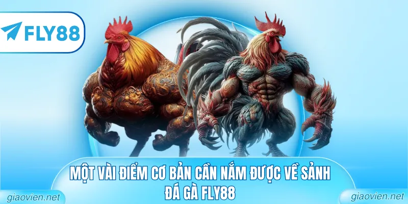 Đá Gà FLY88 - Đấu Trường Trực Tuyến Đẳng Cấp Và Uy Tín 1 Một vài điểm cơ bản cần nắm được về sảnh đá gà FLY88