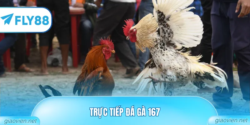 Trực Tiếp Đá Gà 167 Những Trận Đấu Nảy Lửa Từ Trường Thomo 8 trực tiếp đá gà 167