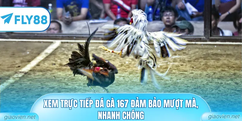 Trực Tiếp Đá Gà 167 Những Trận Đấu Nảy Lửa Từ Trường Thomo 1 Xem trực tiếp đá gà 167 đảm bảo mượt mà, nhanh chóng